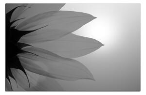 Obraz na plátne - Slnečnica kvet 1201QA (100x70 cm)