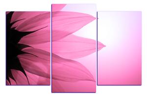 Obraz na plátne - Slnečnica kvet 1201VC (120x80 cm)