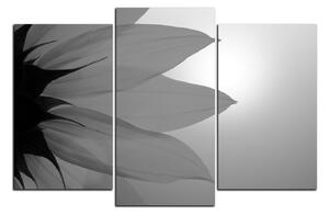Obraz na plátne - Slnečnica kvet 1201QC (150x100 cm)