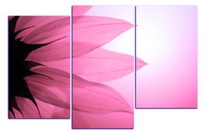 Obraz na plátne - Slnečnica kvet 1201VD (150x100 cm)