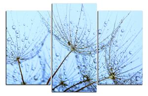 Obraz na plátne - Pampeliškové semienka s kvapkami vody 1202C (150x100 cm)