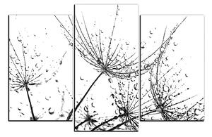 Obraz na plátne - Pampeliškové semienka s kvapkami vody 1202QC (150x100 cm)