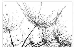 Obraz na plátne - Pampeliškové semienka s kvapkami vody 1202QA (90x60 cm )