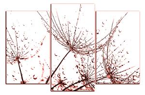 Obraz na plátne - Pampeliškové semienka s kvapkami vody 1202KC (120x80 cm)