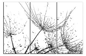 Obraz na plátne - Pampeliškové semienka s kvapkami vody 1202QB (90x60 cm )