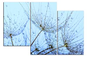 Obraz na plátne - Pampeliškové semienka s kvapkami vody 1202D (90x60 cm)