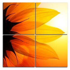 Obraz na plátne - Slnečnica kvet - štvorec 3201E (60x60 cm)
