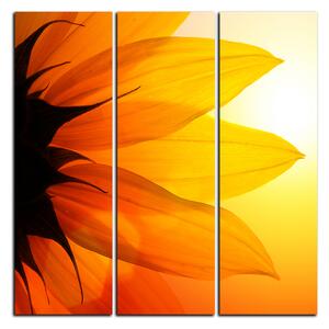 Obraz na plátne - Slnečnica kvet - štvorec 3201B (75x75 cm)