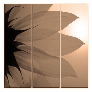 Obraz na plátne - Slnečnica kvet - štvorec 3201FB (75x75 cm)