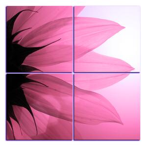 Obraz na plátne - Slnečnica kvet - štvorec 3201VE (60x60 cm)