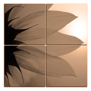 Obraz na plátne - Slnečnica kvet - štvorec 3201FE (60x60 cm)