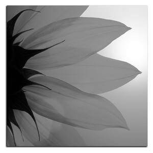 Obraz na plátne - Slnečnica kvet - štvorec 3201QA (50x50 cm)