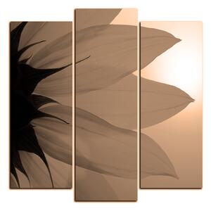 Obraz na plátne - Slnečnica kvet - štvorec 3201FC (75x75 cm)
