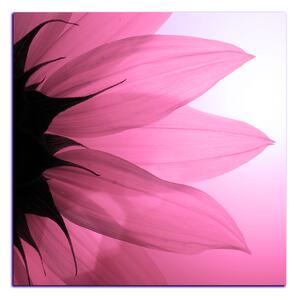 Obraz na plátne - Slnečnica kvet - štvorec 3201VA (50x50 cm)