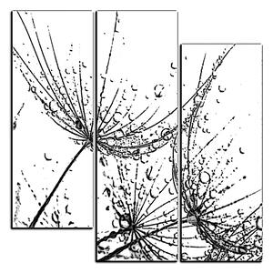 Obraz na plátne - Pampeliškové semienka s kvapkami vody - štvorec 3202QC (75x75 cm)