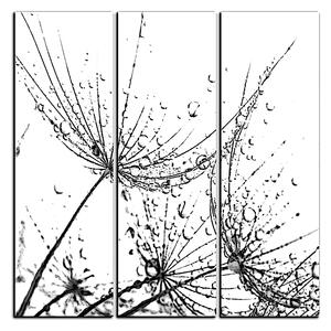 Obraz na plátne - Pampeliškové semienka s kvapkami vody - štvorec 3202QB (75x75 cm)