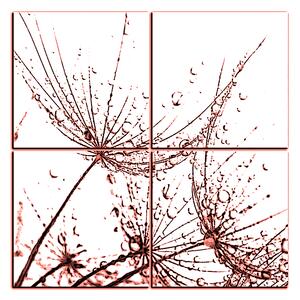 Obraz na plátne - Pampeliškové semienka s kvapkami vody - štvorec 3202KE (60x60 cm)