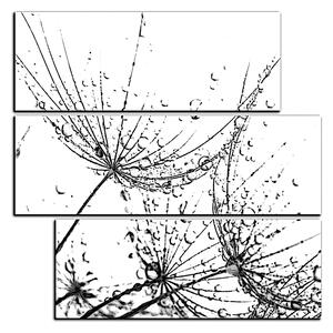 Obraz na plátne - Pampeliškové semienka s kvapkami vody - štvorec 3202QD (75x75 cm)