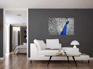 Obraz - modrý páv (90x60 cm)