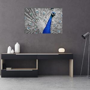 Obraz - modrý páv (90x60 cm)
