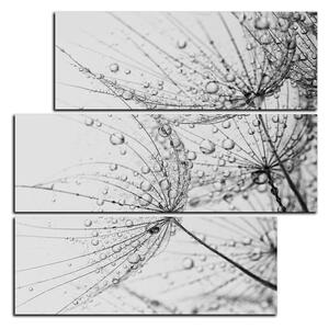 Obraz na plátne - Púpava s kvapkami vody - štvorec 3203QD (75x75 cm)