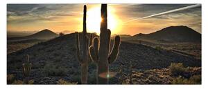 Obraz - kaktusy v slnku (120x50 cm)