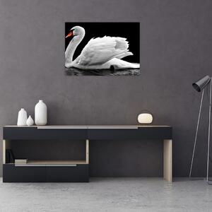 Obraz čiernobielej labute (70x50 cm)