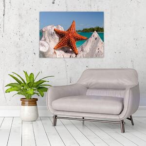 Obraz morskej hviezdice (70x50 cm)