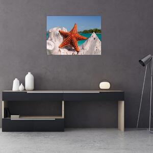Obraz morskej hviezdice (70x50 cm)