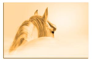 Obraz na plátne - Andalúzsky kôň v hmle 1219FA (75x50 cm)