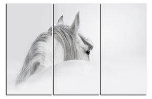 Obraz na plátne - Andalúzsky kôň v hmle 1219B (150x100 cm)
