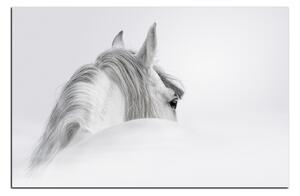 Obraz na plátne - Andalúzsky kôň v hmle 1219A (120x80 cm)
