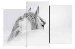 Obraz na plátne - Andalúzsky kôň v hmle 1219C (90x60 cm)