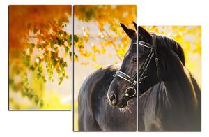 Obraz na plátne - Čierny kôň 1220D (90x60 cm)