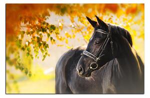 Obraz na plátne - Čierny kôň 1220A (100x70 cm)