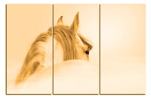 Obraz na plátne - Andalúzsky kôň v hmle 1219FB (150x100 cm)
