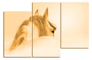 Obraz na plátne - Andalúzsky kôň v hmle 1219FD (150x100 cm)