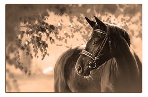 Obraz na plátne - Čierny kôň 1220FA (90x60 cm )