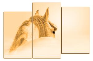 Obraz na plátne - Andalúzsky kôň v hmle 1219FC (150x100 cm)