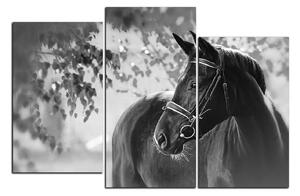 Obraz na plátne - Čierny kôň 1220QC (120x80 cm)