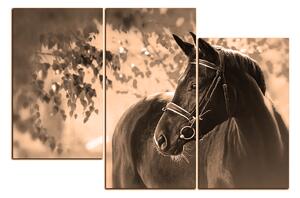 Obraz na plátne - Čierny kôň 1220FD (120x80 cm)