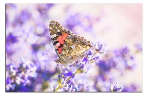 Obraz na plátne - Motýľ na levandule 1221A (90x60 cm )