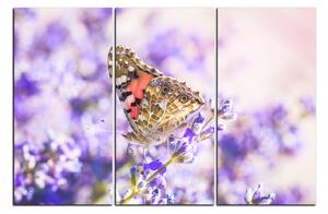 Obraz na plátne - Motýľ na levandule 1221B (90x60 cm )