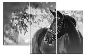 Obraz na plátne - Čierny kôň 1220QD (120x80 cm)