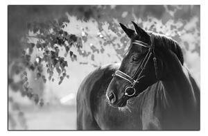Obraz na plátne - Čierny kôň 1220QA (100x70 cm)