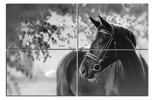 Obraz na plátne - Čierny kôň 1220QE (120x80 cm)