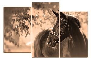 Obraz na plátne - Čierny kôň 1220FC (150x100 cm)