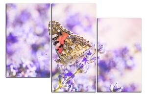 Obraz na plátne - Motýľ na levandule 1221D (120x80 cm)