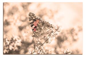 Obraz na plátne - Motýľ na levandule 1221FA (90x60 cm )