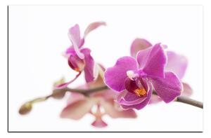 Obraz na plátne - Orchidea kvet izolovaná na bielom pozadí 1222A (90x60 cm )